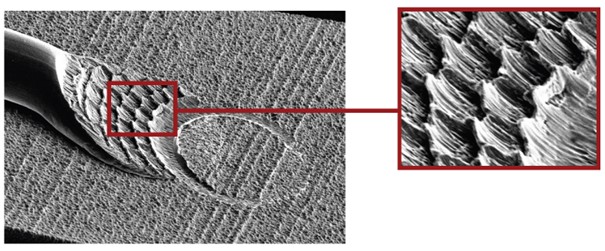 SF Surface Morphology